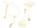 Clitocybe quisquiliarum P. Specht , Rinnigbereifter Trichterling , Vergrauender Wiesen-Trichterling