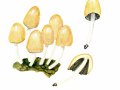 Coprinellus micaceus (Bull.: Fr.) Fr. , Glimmertintling