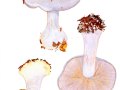Cortinarius cf. caerulescens (Schaeff.) Fr. ss. Brandrud & al., Blauer Klumpfuß