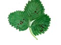 Diplocarpon carlianum (Ellis & Everh.) F. A. Wolf , Erdbeer-Rost, Rotfleckenkrankheit der Erdbeere