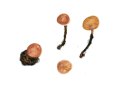 Dumontinia tuberosa (Bull.: Fr.) L. M. Kohn , Anemonen-Sklerotienbecherling
