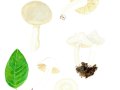 Entoloma clypeatum  (L.) Kumm. , Schild-Rötling, Festfleischiger Frühlings-Rötling
