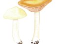 Entoloma sinuatum (Pers.: Fr.) P. Kumm. , Riesen-Rötling