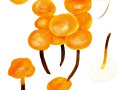 Flammulina velutipes  (Curtis: Fr.) Sing. agg. , Gewmeiner Samtfußrübling