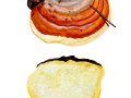 Fomitopsis pinicola (Sw.: Fr.) P. Karst. , Rotrandiger Baumschwamm