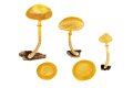 Galerina marginata (Batsch) Kühner , Gift-Häubling