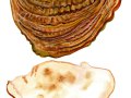 Ganoderma applanatum (Pers.) Pat. , Flacher Lackporling