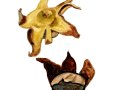 Geastrum fimbriatum Fr. , Gewimperter Erdstern