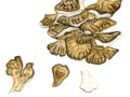 Grifola frondosa (Dicks.: Fr.) Gray , Klapperschwamm