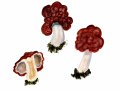 Gyromitra esculenta (Pers.) Fr. , Frühjahrs-Giftlorchel