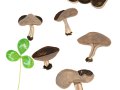 Helvella solitaria (P. Karst.) P. Karst. , Rippenstielige Becher-Lorchel