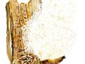 Hericium coralloides  (Scop.: Fr.) Pers. , Ästiger Stachelbart, Buchen-Stachelbart