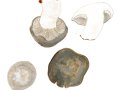 Hygrophorus marzuolus (Fr.: Fr.) Bres. , Märzschneckling