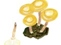Kuehneromyces mutabilis Singer & A.H. Sm. , Stockschwämmchen