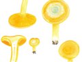 Lactarius deterrimus Gröger , Fichten- Reizker