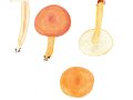 Lactarius subdulcis  (Pers.) Gray , Süßlicher Buchen-Milchling
