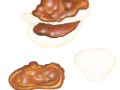Ganoderma resinaceum Boud., Harziger Lackporling