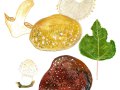 Hemipholiota populnea (Pers.) Kuyper-Tjall.-Beuk, Pappel-Schüppling