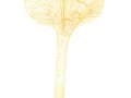 Infundibulicybe geotropa (Bull.: DC.) Harmaja, Mönchskopf, 2