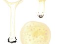 Infundibulicybe geotropa (Bull.: DC.) Harmaja, Mönchskopf, 1