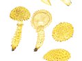 Pholiota squarrosa (Weigel: Fr.) P.Kumm., Sparriger Schüppling