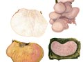 Lentinellus vulpinus (Sow.: Fr.) Kühner & Maire , Runzelhütiger Zähling