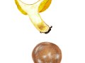 Suillus collinitus (Fr.) Kuntze, RingloserButterpilz, Rosafüßiger Körnchenröhrling2