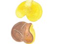 Suillus collinitus (Fr.) Kuntze, Ringloser Butterpilz, Rosafüßiger Körnchenröhrling