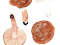 Tricholoma batschii Gulden ex Mort. Chr. & Noordel., Fastberingter-Ritterling