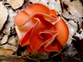 Aleuria aurantia (Pers.: Fr. ) Fuck. , Gemeiner Orangebecherling
