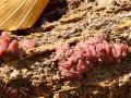 Ascocoryne sarcoides- (acq.: Fr.) J.W.-Groves & D.E.-Wilson , Fleischroter Gallertbecher