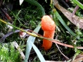 Cordyceps militaris (L. : Fr.-) Link , Puppen-Kernkeule