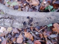 Encoelia fascicularis (Alb. & Schwein.: Fr.) Karst., Schwarzbrauner Pappelbecherling (2)