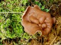 Gyromitra ancilis (Pers.: Fr.) Kreisel , Schildförmige Nadelholz-Scheibenlorchel