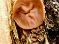 Gyromitra ancilis (Pers.: Fr.) Kreisel , Schildförmige Nadelholz-Scheibenlorchel