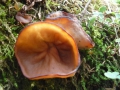Gyromitra ancilis (Pers.: Fr.) Kreisel , Schildförmige Nadelholz-Scheibenlorchel