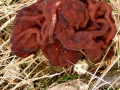 Gyromitra esculenta (Pers.) Fr. , Frühjahrs-Giftlorchel