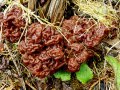 Gyromitra esculenta (Pers.) Fr. , Frühjahrs-Giftlorchel