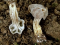 Helvella phlebophora Pat. & Doass.  , Rillstielige Lorchel