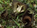 Helvella queletii Bres. ,  Rippenstielige Becher-Lorchel (2)