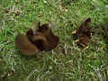 Helvella queletii Bres. , Rippenstielige Becher-Lorchel