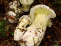 Hypomyces viridis (Alb. & Schwein.) P.-Karst. , Grüner Schmarotzer-Pustelpilz