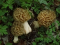 Morchela esculenta (L.) Pers. , Speise-Morchel