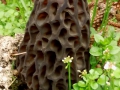 Morchella elata Fr. , Spitzmorchel