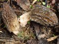 Morchella elata Fr. agg. , Hohe Morchel , Spitz-Morchel