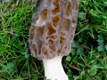 Morchella elata Fr. agg. , Hohe Morchel , Spitz-Morchel