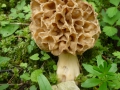Morchella esculenta (L.) Pers. , Speise-Morchel (2)