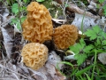 Morchella esculenta (L.) Pers. , Speise-Morchel