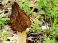 Morchella semilibera Pers. , Halbfreie Morchel , Käppchen-Morchel, Glocken-Morchel(2)