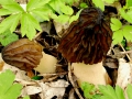 Morchella semilibera Pers. , Halbfreie Morchel, Käppchen-Morchel, Glocken-Morchel